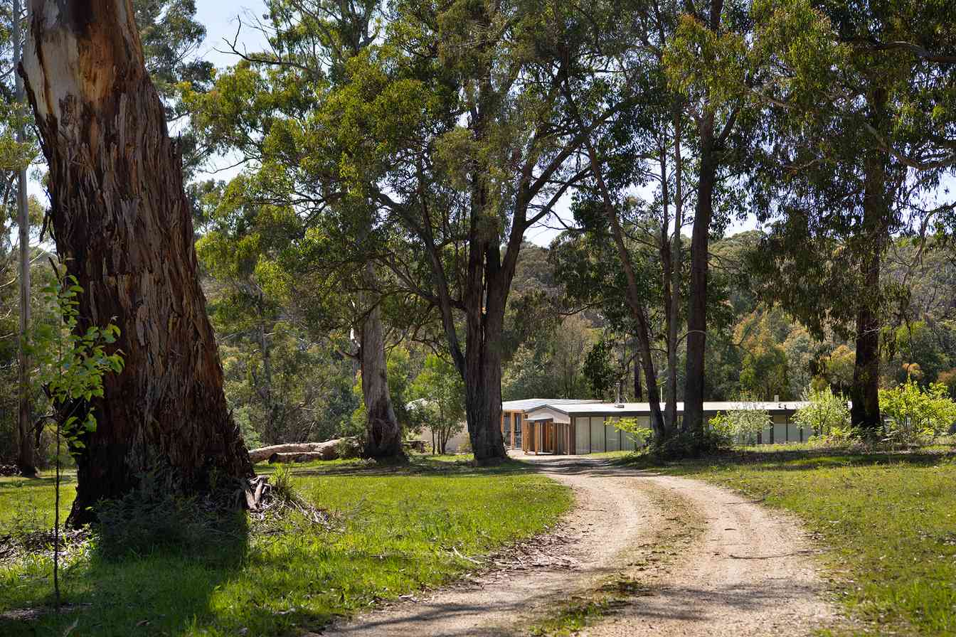 Tree-lined driveway